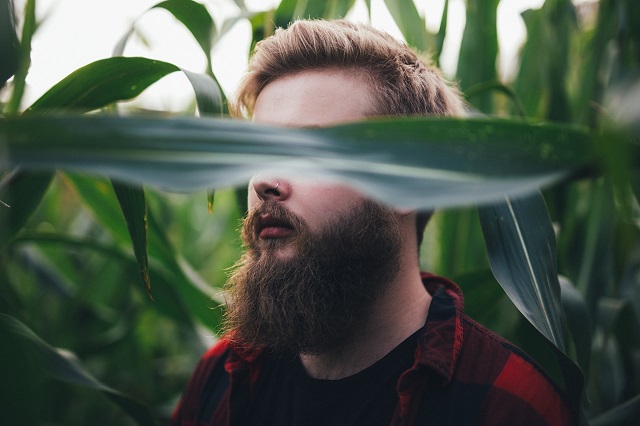 Growth of the beard