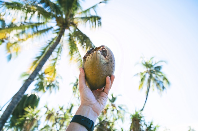 What is coconut oil