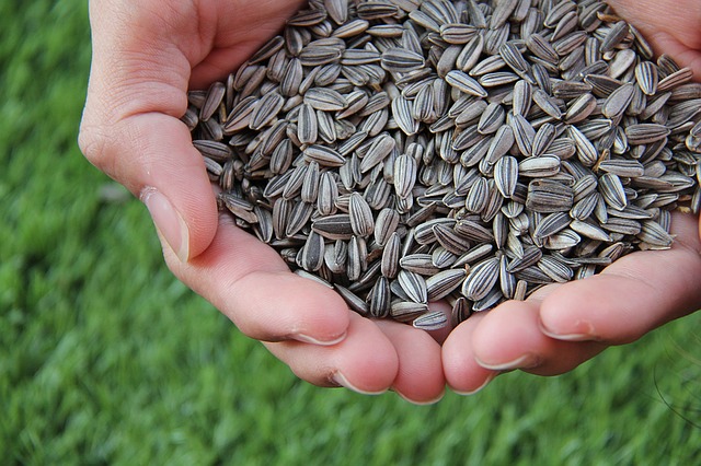 Sunflower seeds For hair growth