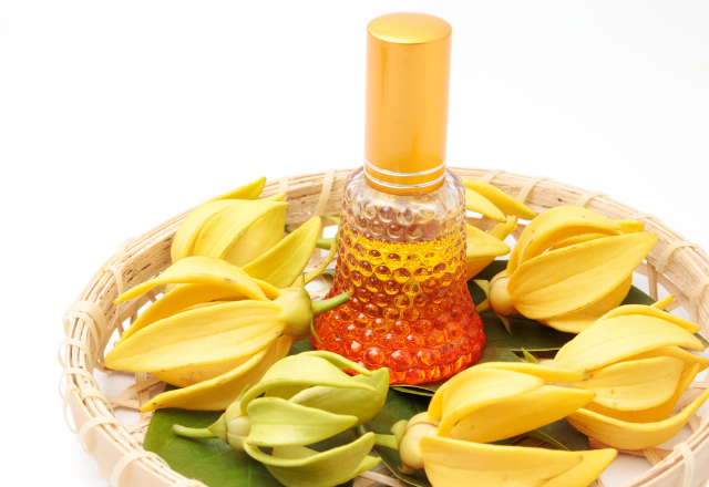 Ylang Oil